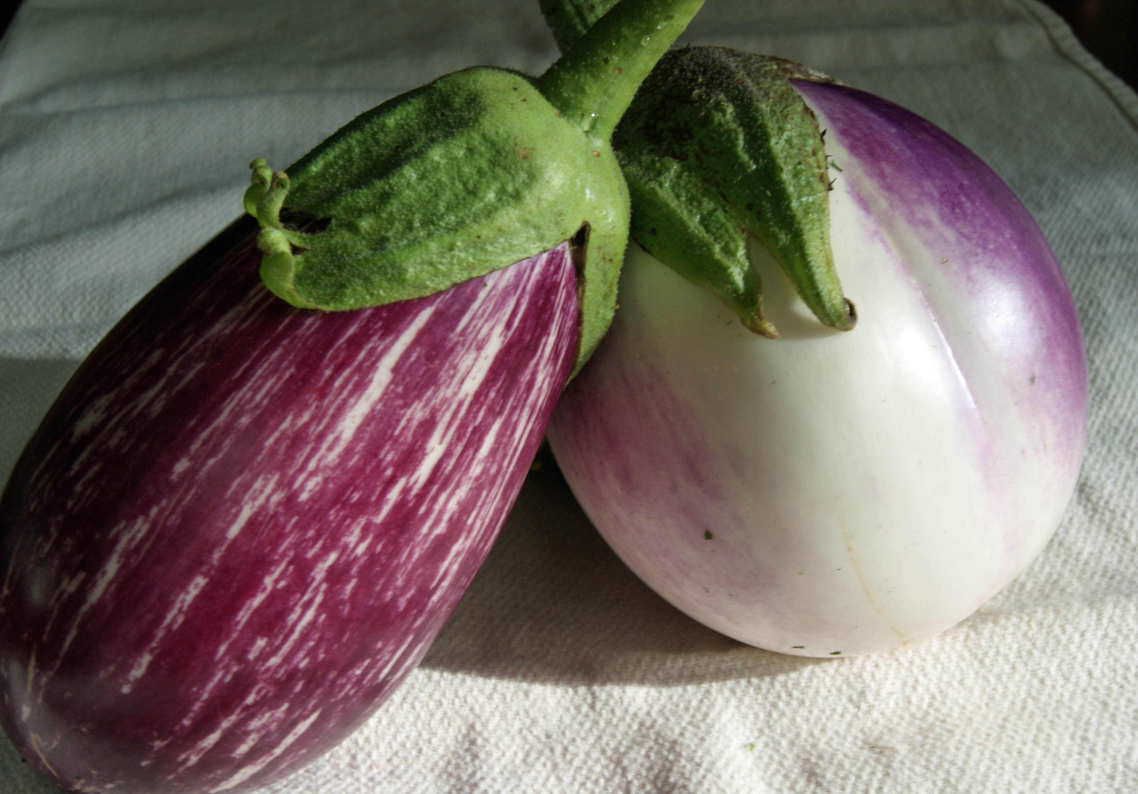 Listada de Gandia Heirloom Eggplant ITALIAN Seed.